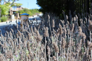 Lavender Ft. Fire Hydrant