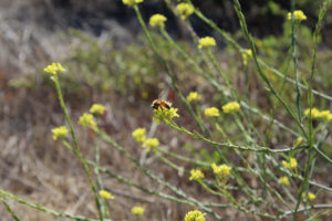 A Bee & A Flower