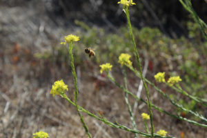 Bee In Flight