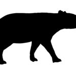 tapir