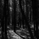 BW Forest copy