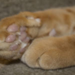 Paws w_Good focus