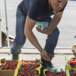 pickingstrawberries