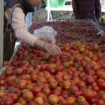 pickingtomatoes2