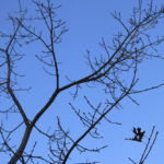 dead tree silhouette