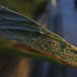 leaf and rain