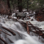 Flooded Forest copy