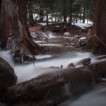 Flooded Redwoods copy